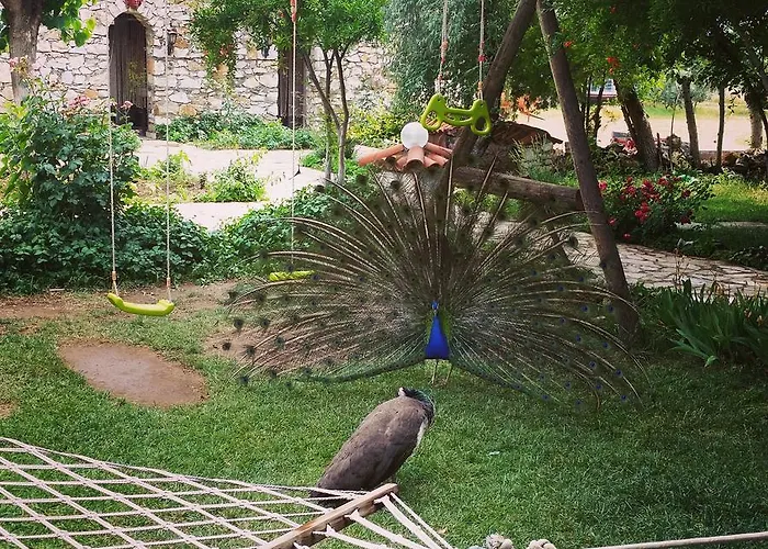 Anatolia Karacasu Aydın *